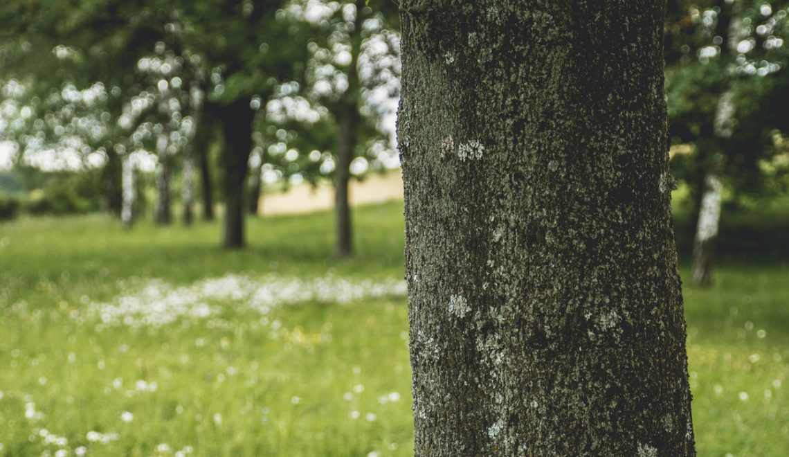 Foto di albero - RC Malpensa: “Un albero per ogni bambino da ogni rotariano” AERA