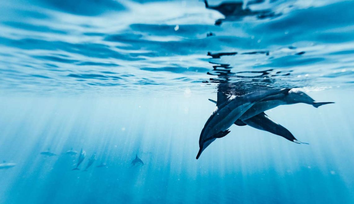 Foto di delfino - Conclusa un'importante tappa del Progetto Pelagos AERA