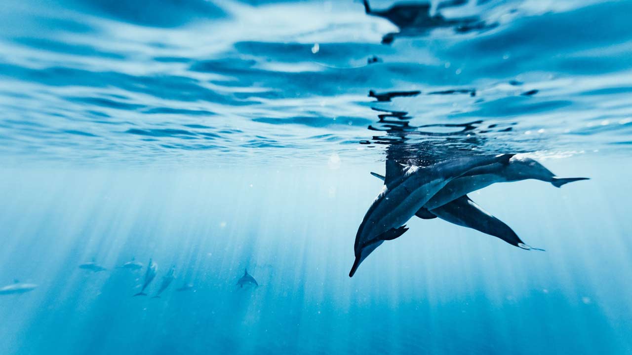 Conclusa un’importante tappa del Progetto Pelagos