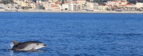 Foto di delfino - Progetto Pelagos AERA