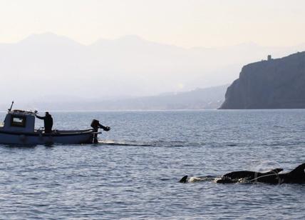 Foto di barca al mare - Progetto Pelagos