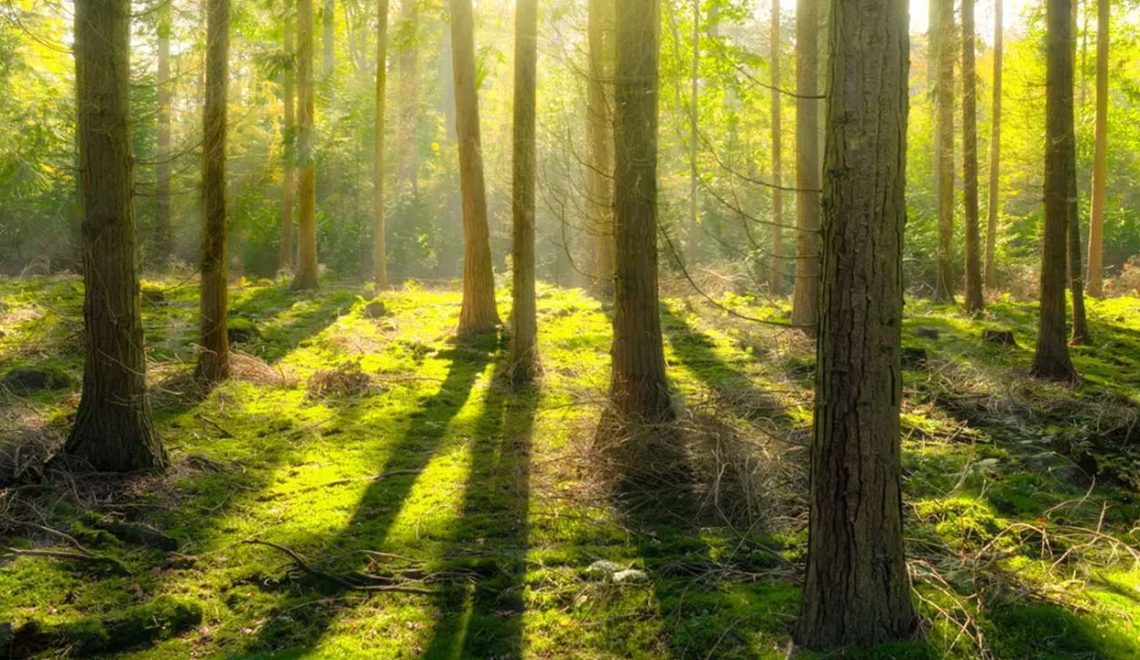Foto Foresta - Giornata mondiale delle foreste