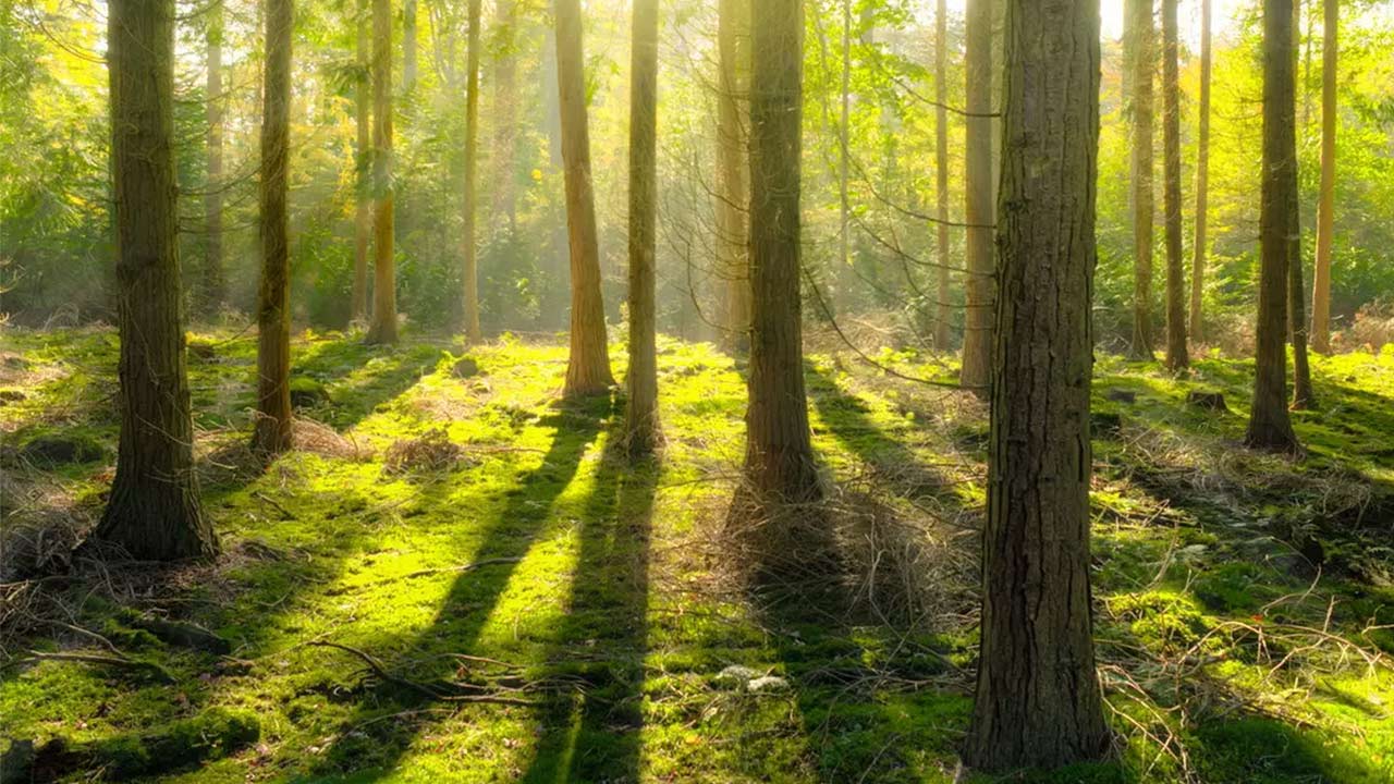 Giornata Mondiale delle Foreste