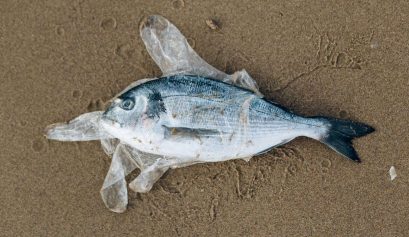 Pesce avvolto nella plastica sulla sabbia - L’unico pesce plastic free: il pesce d’Aprile AERA