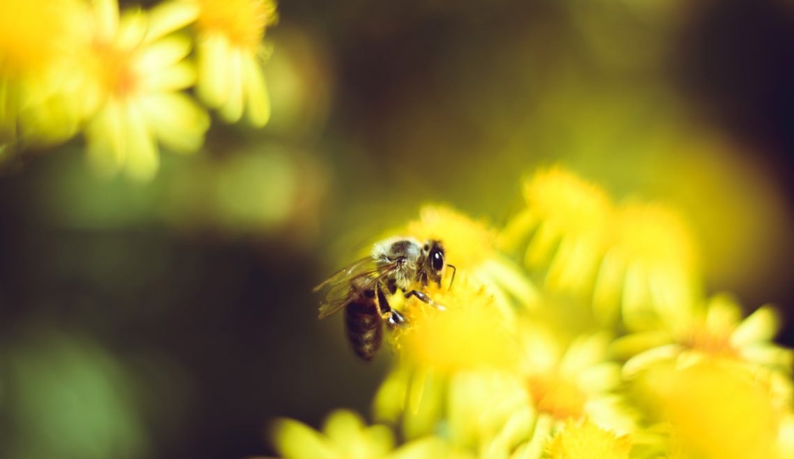 Ape che si posa su fiore - Alla scoperta delle Api AERA