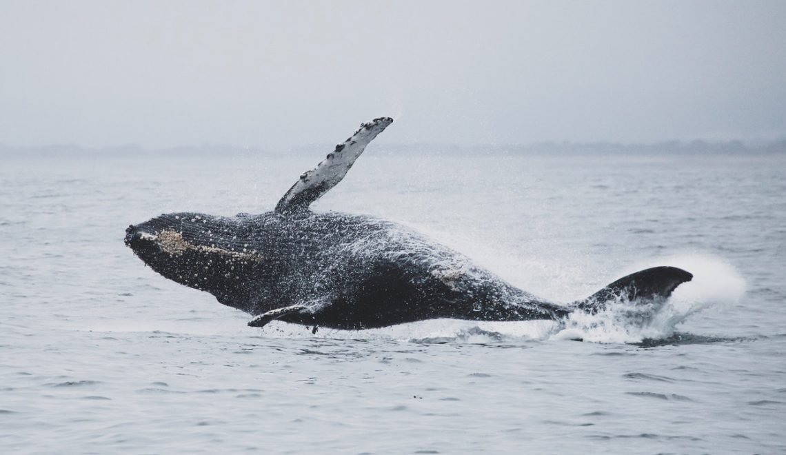 Foto di un cetaceo - Pelagos - Santuario dei Cetacei