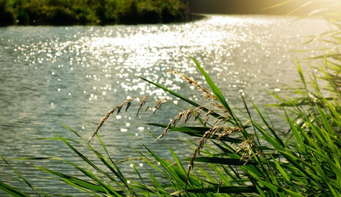 Foto di un bacino d'acqua - Adotta un bacino