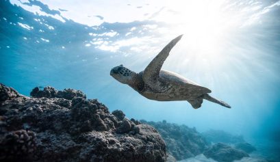 immagine di tartaruga in fondo al mare Forum Distretto 2101 – Napoli 11 giugno 2022 AERA