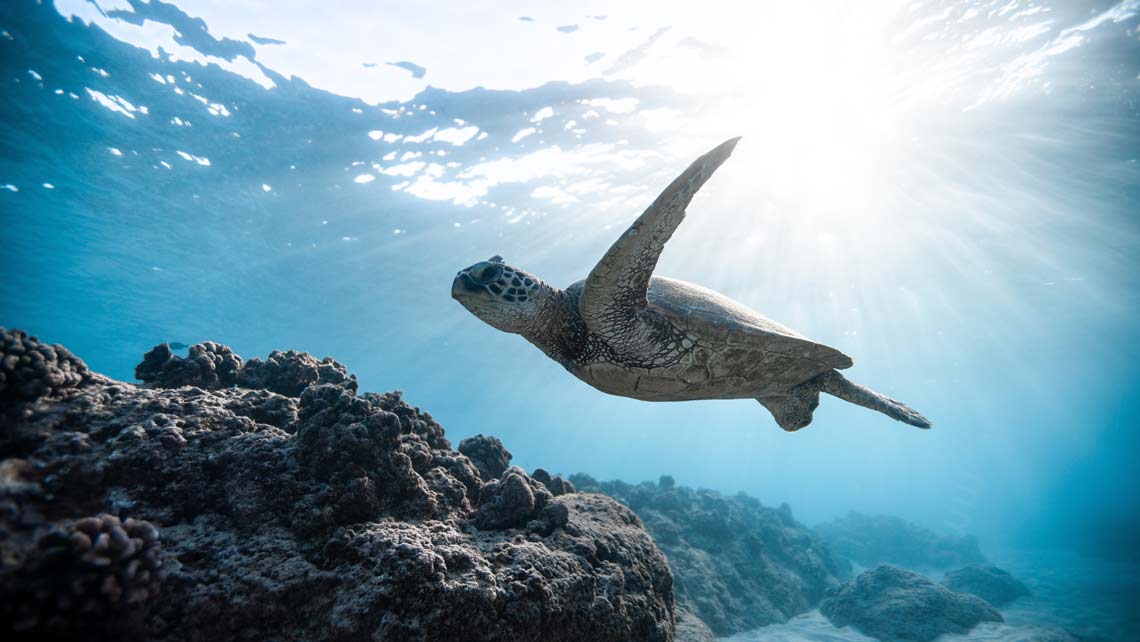 immagine di tartaruga in fondo al mare Forum Distretto 2101 – Napoli 11 giugno 2022 AERA