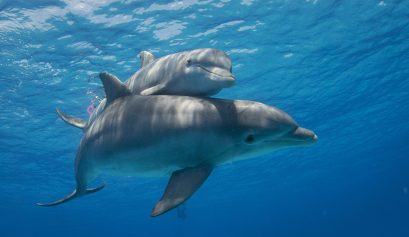 AERA progetto Pelagos Delfini