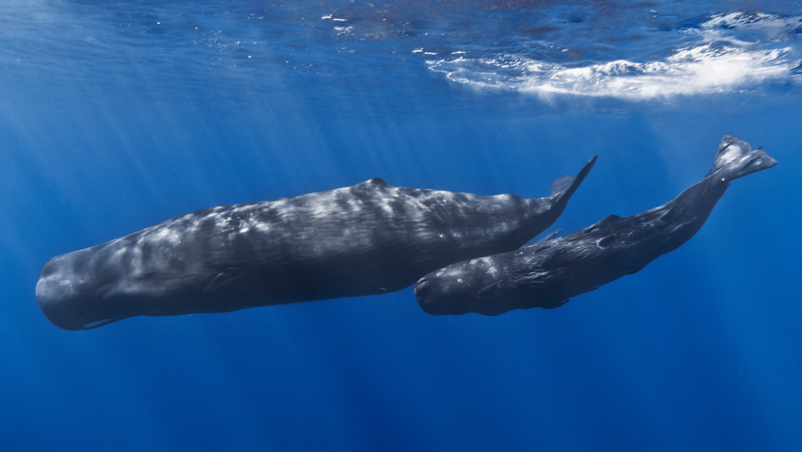 I capodogli tornano nell’area Pelagos