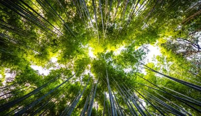 A.E.R.A. indica un Piano di Compensazione delle Emissioni di CO2 promosso dal Club Rotary Busto Gallarate Legnano “La Malpensa”