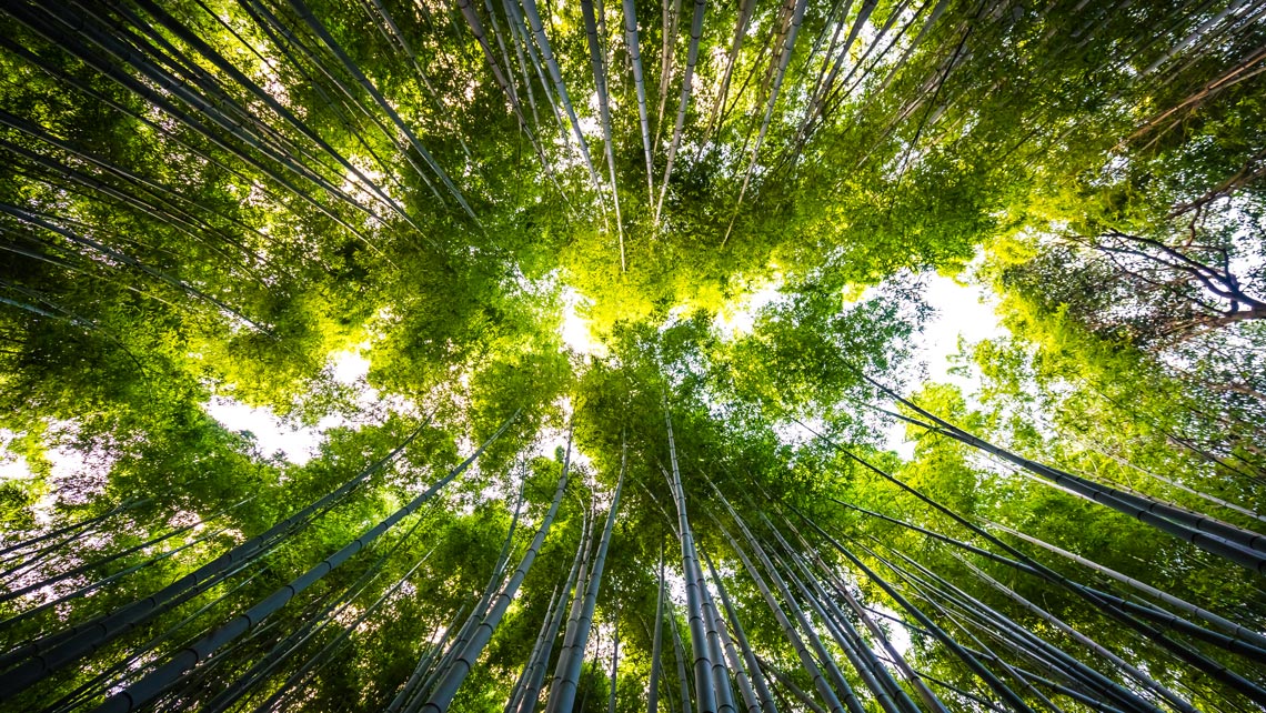 A.E.R.A. indica un Piano di Compensazione delle Emissioni di CO2 promosso dal Club Rotary Busto Gallarate Legnano “La Malpensa”