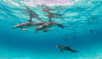 A.E.R.A PER PELAGOS, 5° edizione