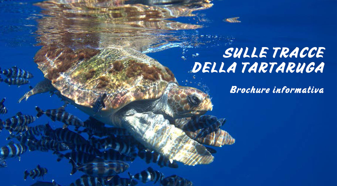 Tarta Day – Sulle tracce della Tartaruga