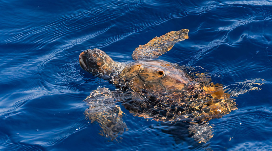 Tarta Day – Nidificazione Caretta caretta