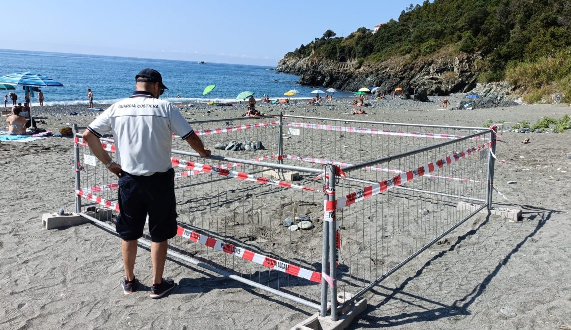 Gallery Nidificazione Tartaruga Caretta caretta