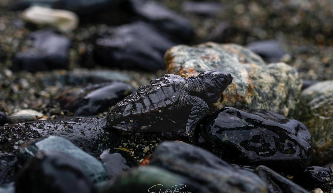 Gallery Nascita Tartarughe Caretta caretta